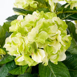 Plante d'art Hyddongea Creme