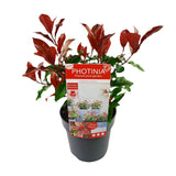 Photinia Fras. 'Volcan magique' - Ø19cm - ↕30cm