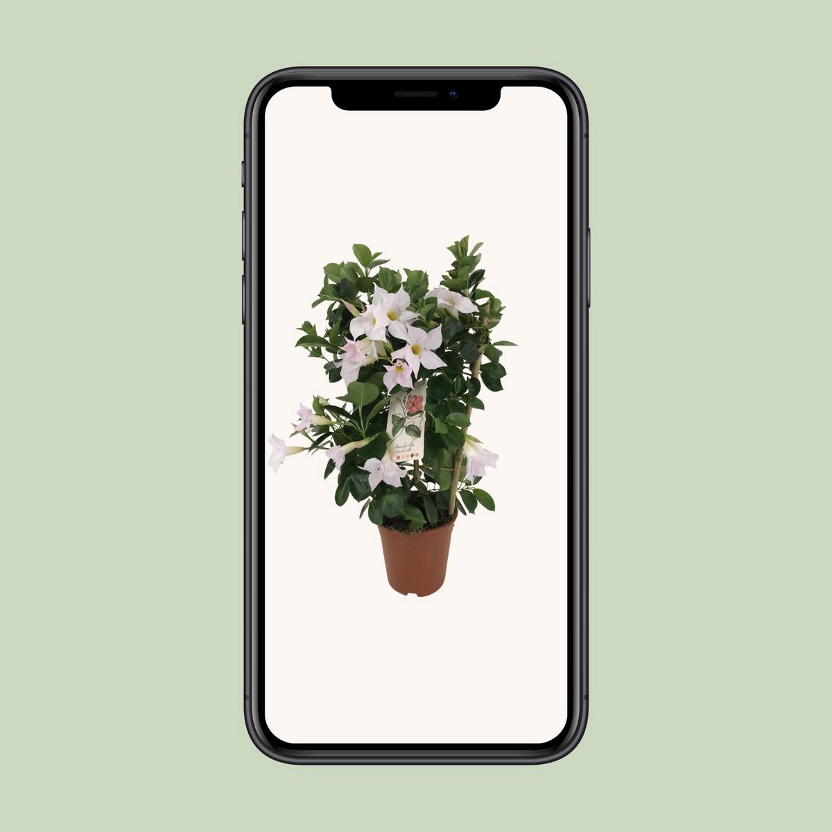 Mandevilla Sundaville Classic White Rek avec des feuilles luxuriantes