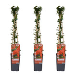 3x - Pyracantha coccinea 'Colonne rouge' - ↨65cm - Ø15