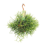 Rhipsalis Heteroclada - Ø14 ↕25