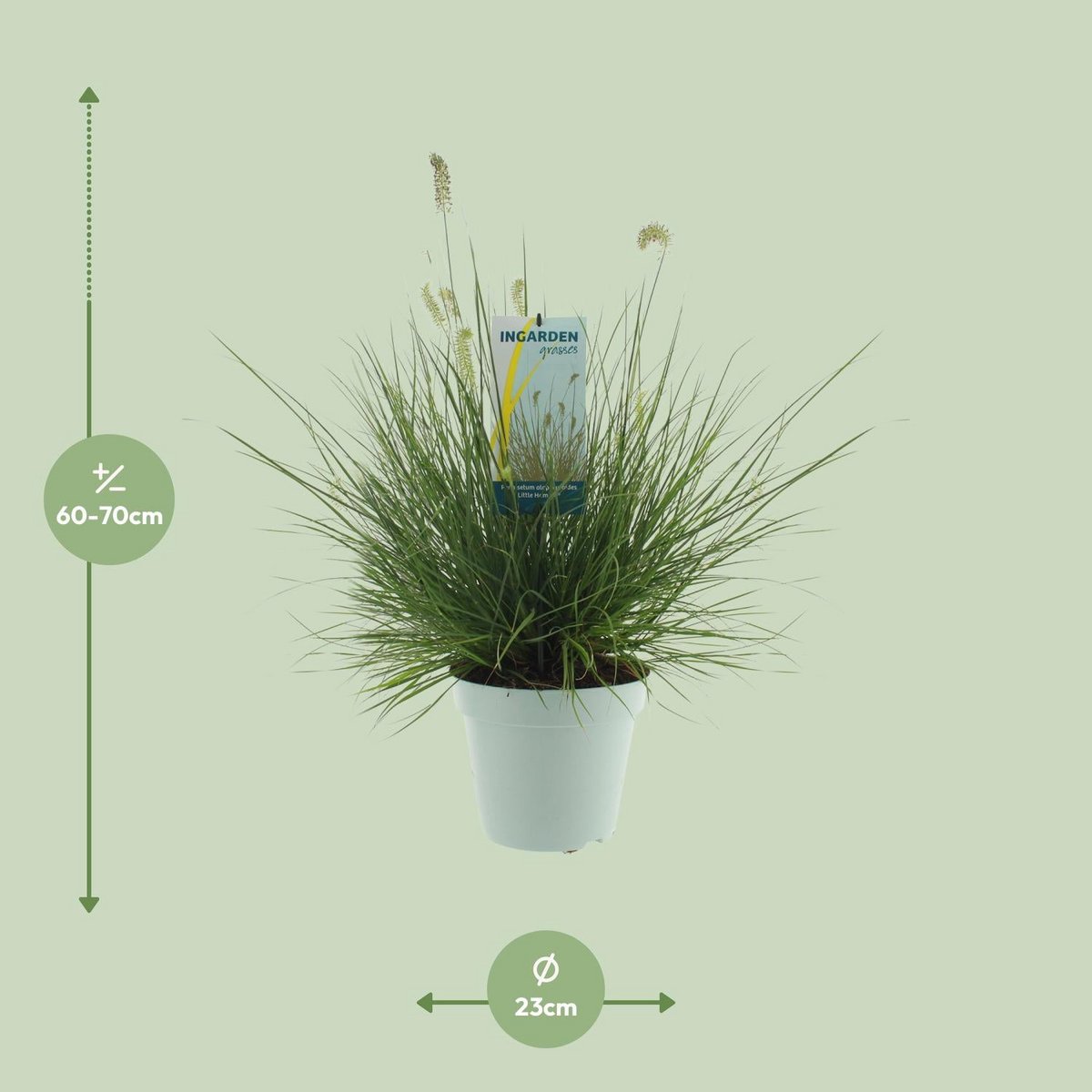 Pennisetum alopecuroides 'Little Hameln' - Plante extérieure avec feuillage élégant et compact