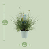 Pennisetum alopecuroides 'Little Hameln' - Plante extérieure avec feuillage élégant et compact