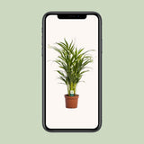 Plante artificielle Dypsis Lutescens 17 cm x 65 cm