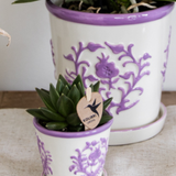 Lot de 2 campanulas Addenda violettes en pot 12 cm