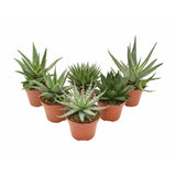 Mélange d'Aloe - 6 pièces - Ø10,5cm - ↕14cm