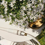 Lot de 12 campanules blanches en pot 12 cm couvre-sol