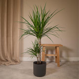 Dracaena marginata - Dragonnier - Ø17cm - ↕70cm