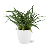 Aglaomorpha coronans - Ø17cm - ↕45cm + pot Bruxelles D18x17cm - Esprit