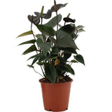 Plante Anthurium Black Love Ø12 cm Hauteur 36 cm