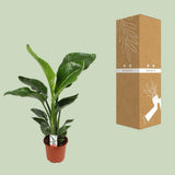 Nicolai Strelitzia - Ø17cm - ↕70cm