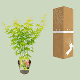 Acer Palmatum en vert - Ø15cm - ↕30cm