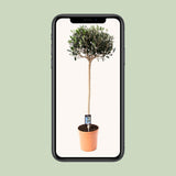 Olive olea - Ø19cm - ↕80cm