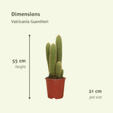 Vatricania Guentheri Ø21cm - ↕55cm