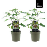 Lot de 2 plantes Ficus vert foncé Turquie