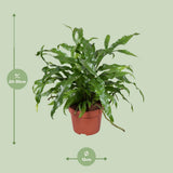 Microsorum diversifolium - Ø12cm - ↕25cm