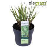 Miscanthus sinensis Strress - Ø 23. - ↕60cm - Ø19 - ↨50cm