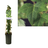 Plante artificielle hedera helix 17 cm
