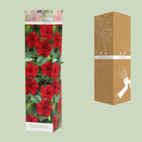 Dipladenia - Ø10,5cm - ↕30cm