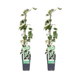 HADERA COLCHICA DENTATA Variata - 2 stuks - Ø15cm - ↕65cm