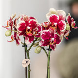 Orchidée phalaenopsis rouge et jaune en pot céramique