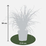 Pennisetum x Stranger 'Summer Samba' - Ø19cm - ↕50cm