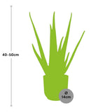 Aloe Vera en pot pliant en plastique rose 12 cm