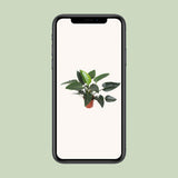 Plante Philodendron Congo vert Ø27 cm