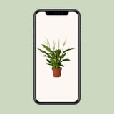 Spathiphyllum Bingo Cupidon - Ø12cm - ↕45cm