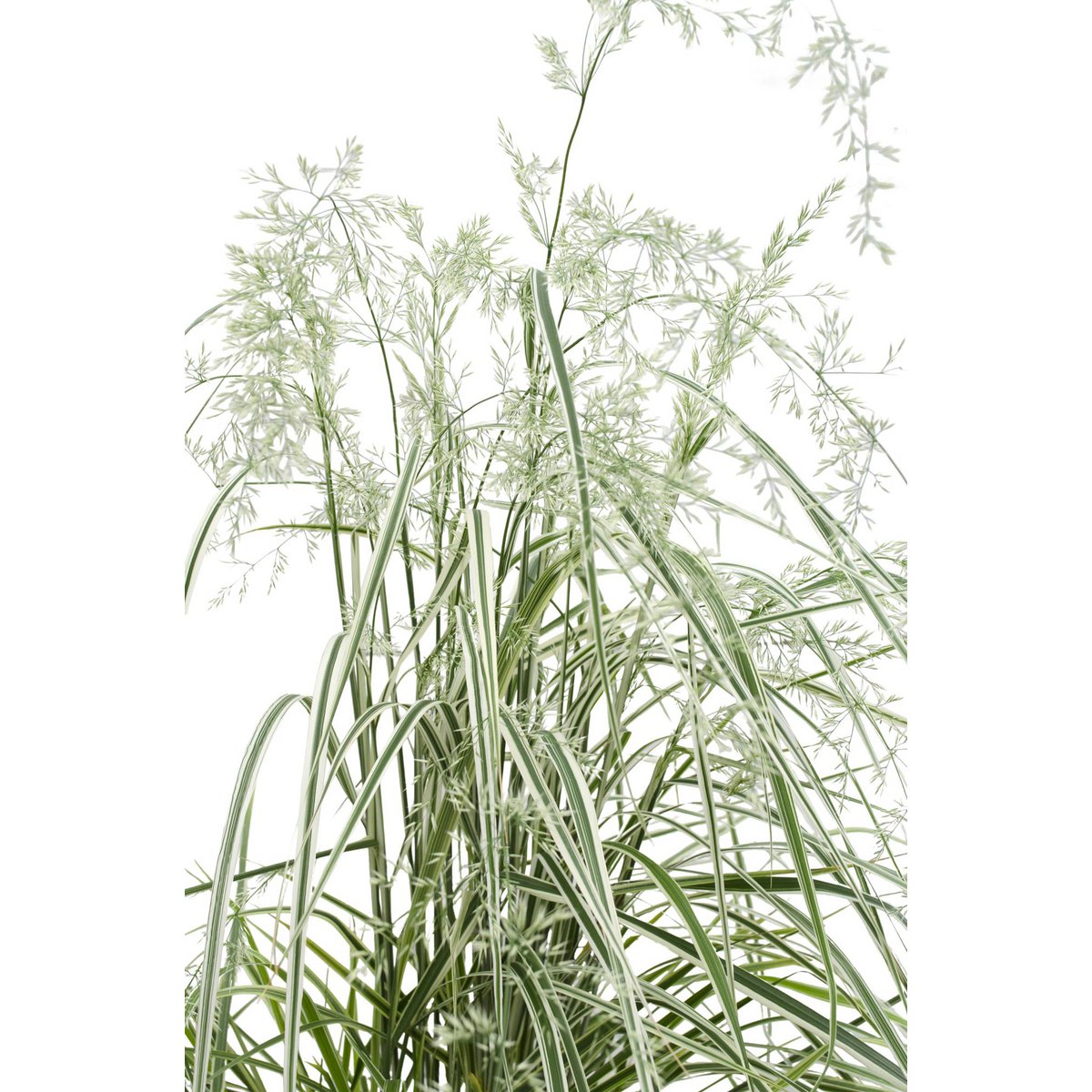 Calamagrostis X 'Overdam' avec éclairage doux, mettant en valeur ses feuilles