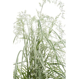 Calamagrostis X 'Overdam' avec éclairage doux, mettant en valeur ses feuilles