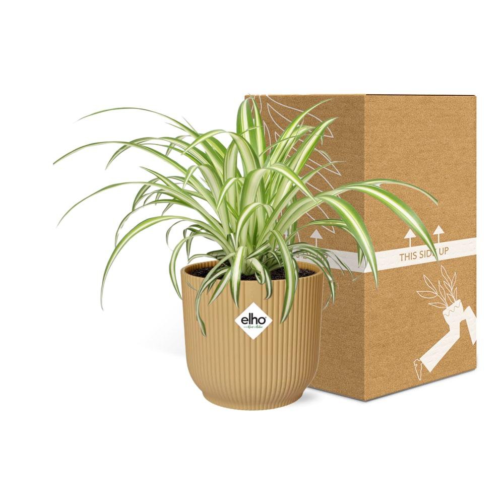 Ambiance intérieure avec Chlorophytum comosum sur une étagère