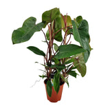 Plante artificielle philodendron rouge en pot Ø19 cm hauteur 75 cm
