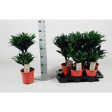 Dracaena compacta 30-10 55cm - Ø17cm - ↕55cm