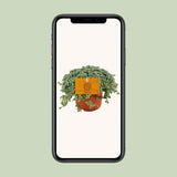 Pilea glauca - Ø11cm - ↕15cm