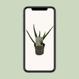 Plante Aloé vera en pot Ø10,5 cm hauteur 30 cm