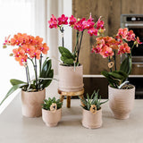 Maison Colibri | Support à plantes - Réhausse à plantes en bois Ø12cm