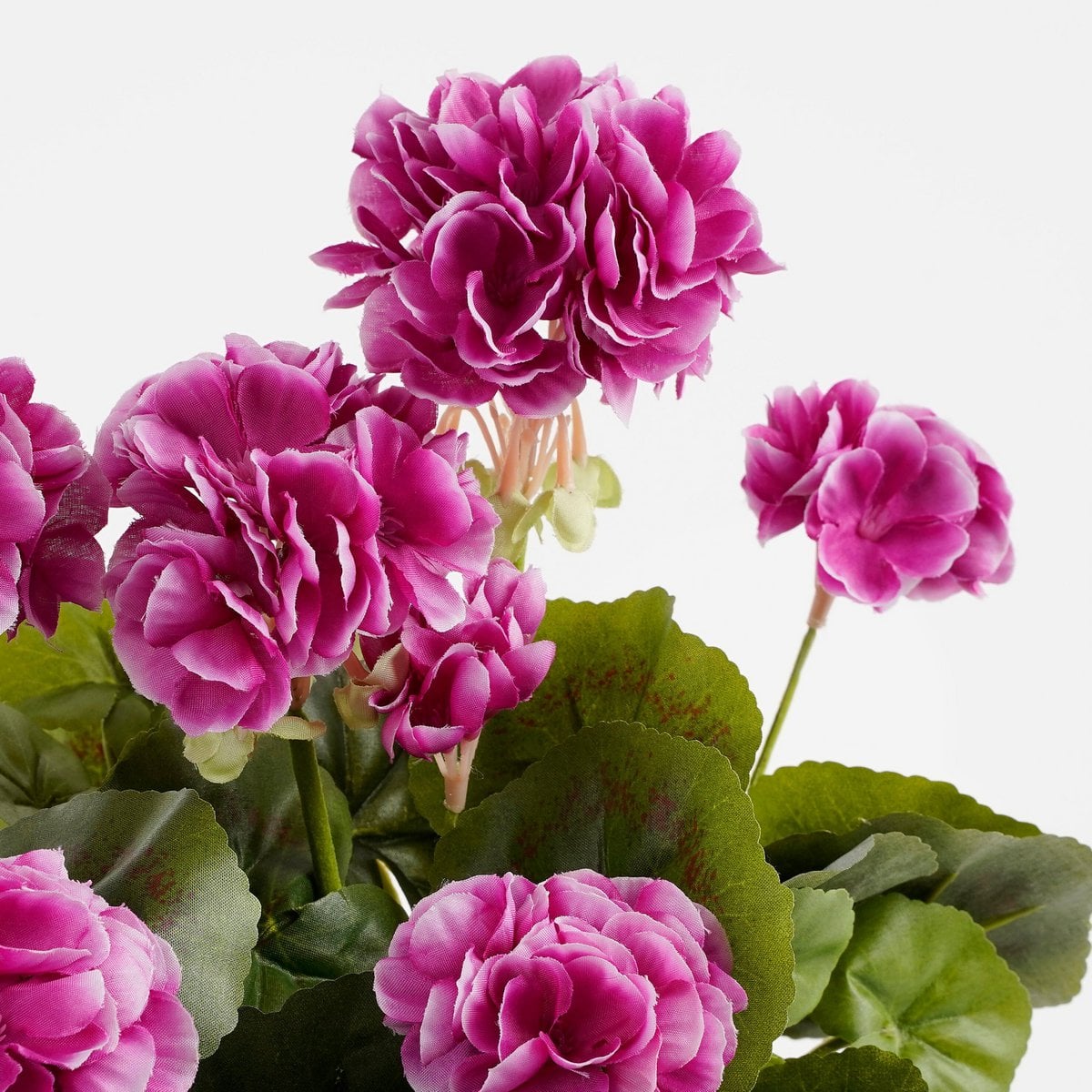Vue latérale de la plante Géranium Rose dans un intérieur élégant