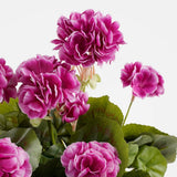 Vue latérale de la plante Géranium Rose dans un intérieur élégant
