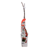 Campsis Summer Jazz Fire Trumpette - Ø19cm - ↕70cm - Ø15 - ↨65cm