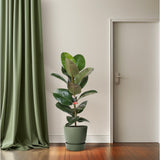 Ficus élastique robuste 21 cm - Ø21cm - ↕95cm
