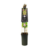 Clematis Country Rose PBR +3.0 Étiquette - Ø17cm - ↕75cm
