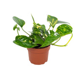 Plante Epipremnum Hawaiian en pot Ø12 cm 15 cm