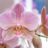 Coffret surprise 4 orchidées différentes 12 cm
