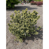 Viburnum 'Fairy Stars' - Ø13cm - ↕20cm