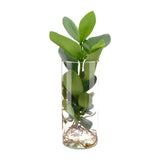 Clusia en cylindre en verre Ø12 cm