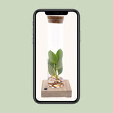 Tube en verre verrouillable avec LED transparent