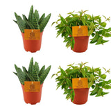 Lot de 4 plantes artificielles vertes et orange