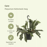 Platycerium Pays-Bas Hang - Fougère staghorn - Ø17cm - ↕30cm