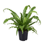 Begonia Old Osaka - Ø1117cm - ↕45cm